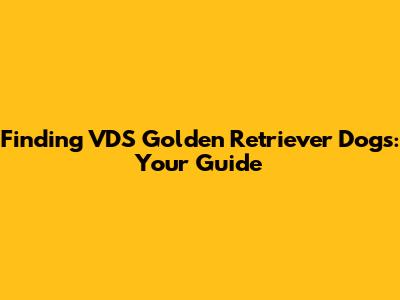 Finding VDS Golden Retriever Dogs: Your Guide