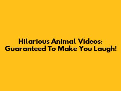 Hilarious Animal Videos: Guaranteed To Make You Laugh!