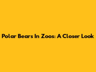 Polar Bears In Zoos: A Closer Look