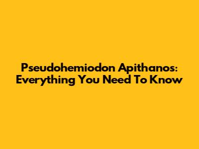Pseudohemiodon Apithanos: Everything You Need To Know