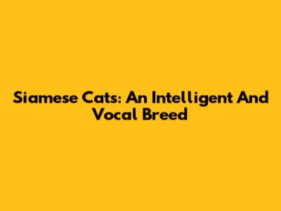 Siamese Cats: An Intelligent And Vocal Breed