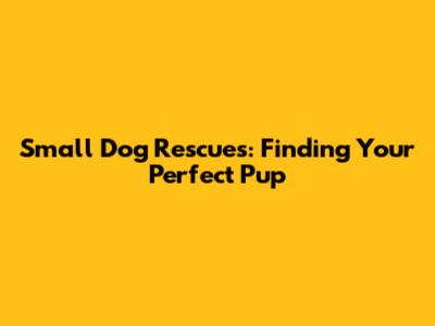 Small Dog Rescues: Finding Your Perfect Pup